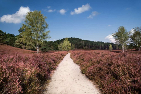 Fischbeker Heide