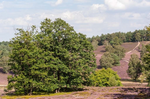Fischbeker Heide